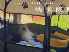 -欣宠猫屋·矮脚拿破仑·蓝金金渐层