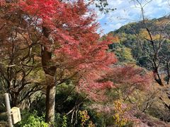 -岚山猴子公园