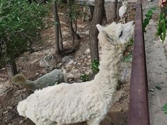 -青岛森林野生动物世界