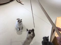 -藏猫猫咖啡主题馆(中央大道店)