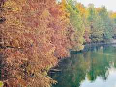 -上海海湾国家森林公园