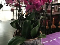 -LANN I 蘭 泰式古法按摩(徐家汇城开YOYO店)