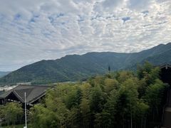 -大唐贡茶院