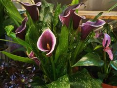 -双季花艺园艺市场(浦东店)