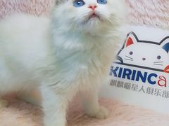 -十年猫舍·猫咪专门店(普陀店)