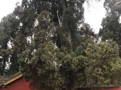 -武侯墓风景区
