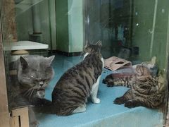 -沐沐家宠物(成寿寺店)