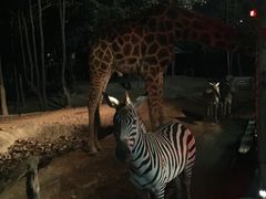 -清迈夜间动物园
