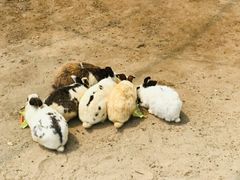 -前小桔亲子创意农场·草莓采摘·露营烧烤