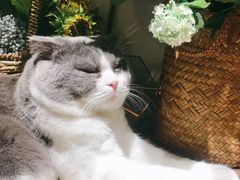 -共舞时光猫咖·狗咖(新街口店)