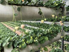 -大自然农场蔬菜草莓采摘园