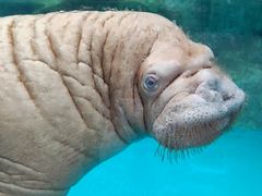 -海合安成都极地海洋公园
