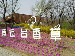 -紫云台香草园