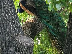 -J Create城市露营咖啡·简餐·宠物(上海动物园店)