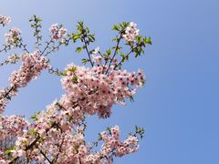 -顾村公园