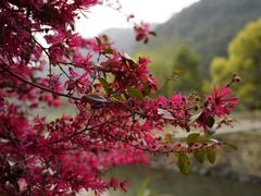 -温州永嘉书院