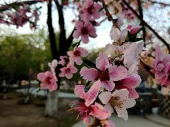 -桃花堤公园