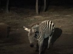 -清迈夜间动物园