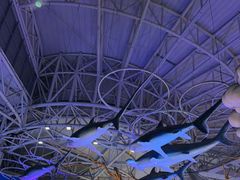 -烟台海昌鲸鲨海洋公园