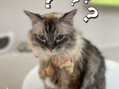 -怪兽屋·羊驼·猫咖·狗咖(俊华广场店)