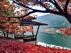-逸廊大堂吧-下午茶·简餐-千岛湖自由洲际殿