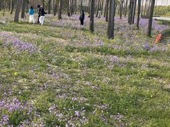 -合肥滨湖国家森林公园