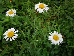 -三圣花乡旅游区