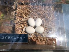 -井之头恩赐公园