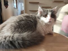 -猫腻·猫咖·撸猫馆(星光大道店)