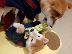 -逗柴咖啡屋·狗咖猫咖宠物桌游