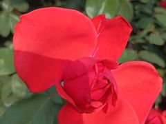 -亚龙湾国际玫瑰谷