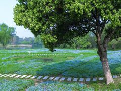 -西溪国家湿地公园