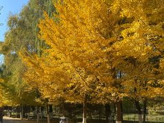 -长白岛森林公园