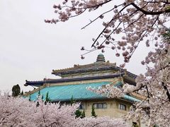 -武汉大学-樱园