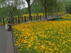 -贡湖湾湿地公园