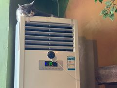 -猫猫幼稚园·撸猫·桌游·电玩