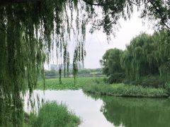 -大兴滨河森林公园