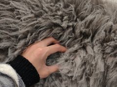-安格丽娜·狗咖·猫咖羊驼咖(春熙路百盛商场店)