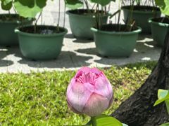 -云溪植物园