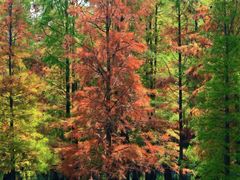 -白鹭湾湿地公园