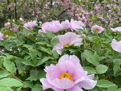 -洛阳市隋唐城遗址植物园