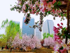 -海棠花溪(元大都城垣遗址公园)