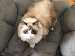 -柚子猫舍·精品猫舍购猫·猫咪认养·购宠·宠物店