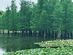 -白鹭湾湿地公园
