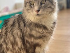 -猫在这儿猫咪咖啡馆·撸猫馆