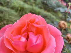 -都江堰玫瑰花溪谷