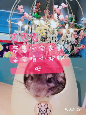 带宝宝去新柒宠撸小动物吧