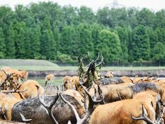 -溱湖国家湿地公园