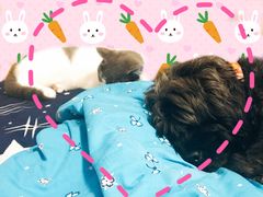 -东方名猫馆·英短金渐层布偶猫舍(环线广场1号楼店)