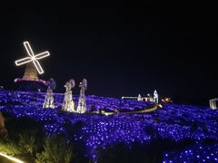 -大塘金香草谷